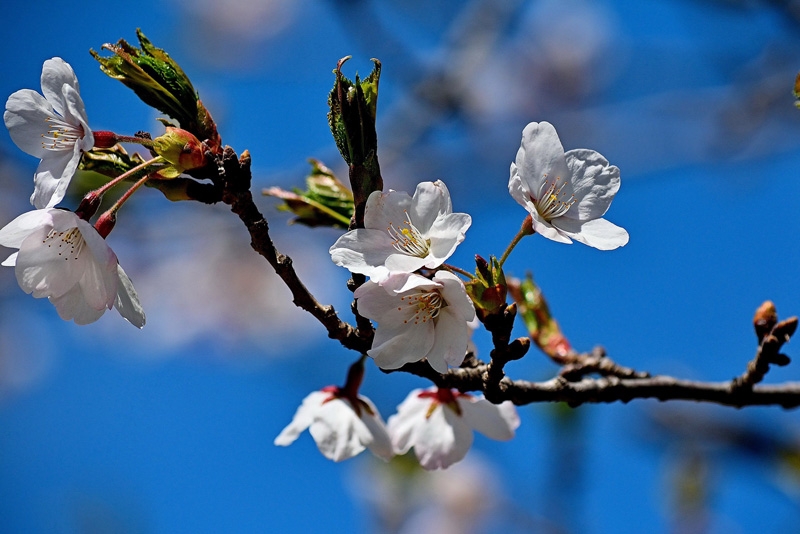 Sakura Blooming at High Park Toronto