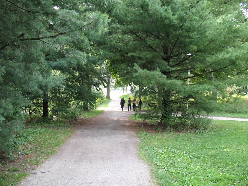 Trees at High Park