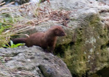 Mink in High Park Toronto